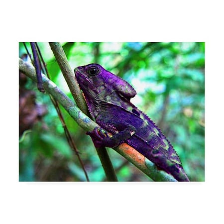 Dana Brett Munich 'Purple Iguana' Canvas Art,14x19